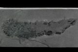 Rare, Devonian Fish (Gyroptychius) Pos/Neg - Scotland #98052-4